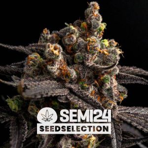 semi24-seedselection-alien -cookies