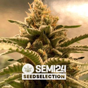semi24-seedselection-banana-x-gorilla