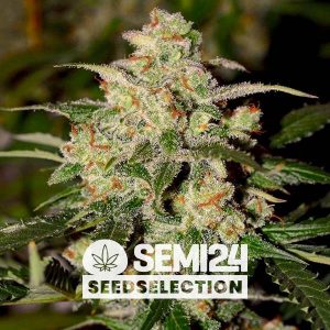 semi24-seedselection-cookies-auto