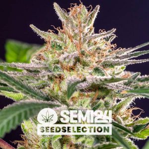 semi24-seedselection-forum-cookies-x-cheese