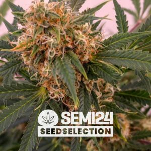 semi24-seedselection-gorilla-auto