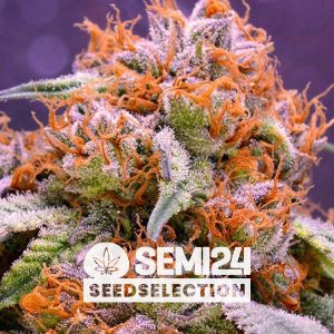 semi24-seedselection-gran-daddy-purple