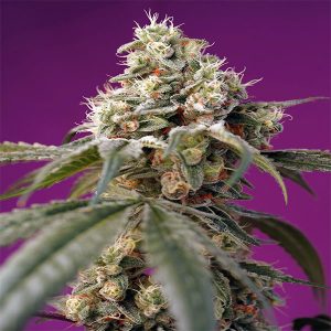 sweet-seeds-auto-bruce-banner