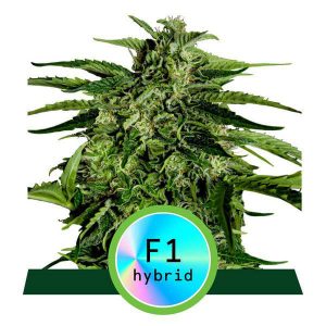 royal-queen-seeds-apollo-f1-fast-version