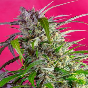 sweet-seeds-crystal-candy-auto