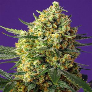sweet-seeds-crystal-candy-xl-auto