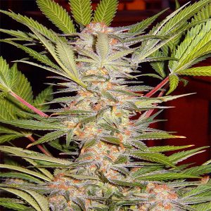 sweet-seeds-s-a-d-sweet-afghani-delicious-s1