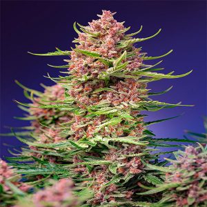 sweet-seeds-strawberry-cola-sherbet-f1-fast-version