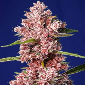 sweet-seeds-tropicanna-poison-f1-fast-version