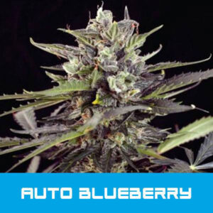 bud-master-seeds-blueberry-auto