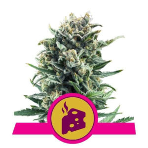 royal-queen-seeds-blue-cheese