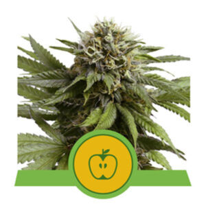royal-queen-seeds-apple-fritter-auto