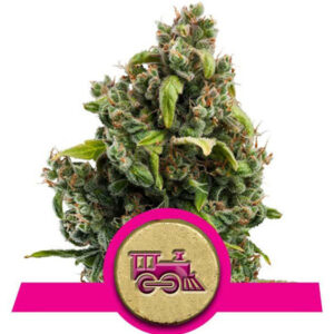 royal-queen-seeds-candy-kush-express-fast-version