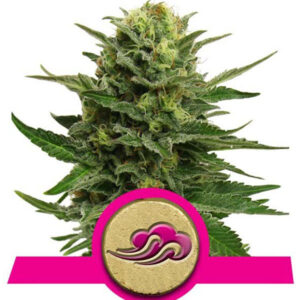 royal-queen-seeds-royal-bluematic