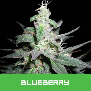 bud-master-seeds-blueberry