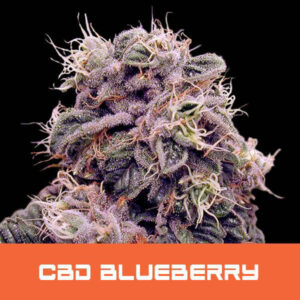 bud-master-seeds-blueberry-cbd
